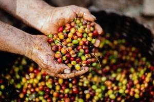 Kona Coffee Beans